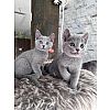 Russisch Blau kitten 