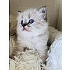 Perser Kitten Colorpoint mit Nase 