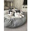 Babys Katzen Kitten suchen ein Zuhause 