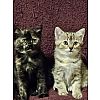 Katzenbabys, Kitten 