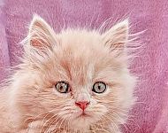 Perser kitten zum verlieben  - Viersen