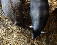 2 Minischweine abzugeben  - Reuth b. Erbendorf
