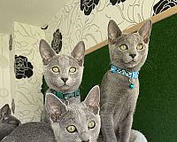 Russisch Blau kitten mit Stammbaum 