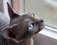 Canadian Sphynx Katze aus Zucht Blau