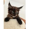 Maine Coon Kitten Katze mit Stammbaum 