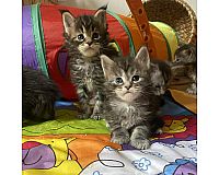 Reinrassige XXL Maine Coon Kitten mit Stammbaum, Katzen Kater 