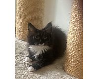 XXL Maine Coon Kitten mit Stammbaum 