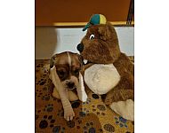 Bildschöne Parson Jack Russell Terrier - Eging am See