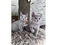 Russisch Blau kitten 