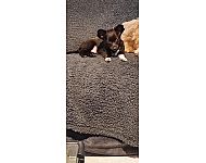 Reinrassiger Langhaar Chihuahua Welpe  - Pöttmes