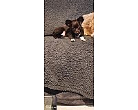 Reinrassiger Langhaar Chihuahua Welpe 