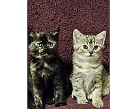 Katzenbabys, Kitten 